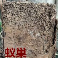 別墅墻體挖出超大白蟻巢?。。? />             <div   id=