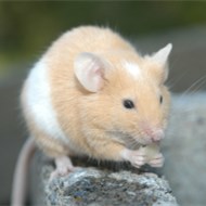 9大滅鼠奇招?。?！